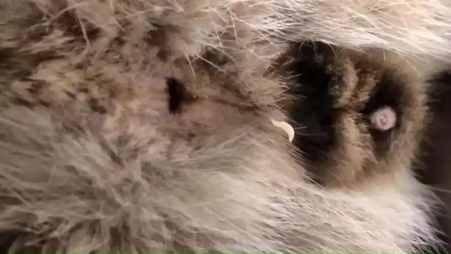 猫身上一般都有什么样的寄生虫(猫身上一般都有什么样的寄生虫呢)