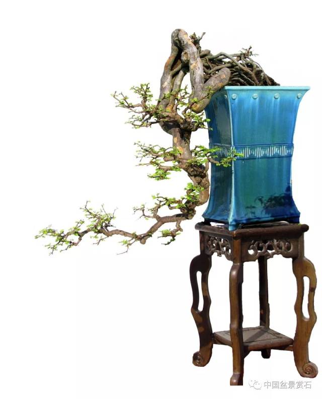 岭南盆景艺术大师详解如何确定盆景主观赏面(必读)