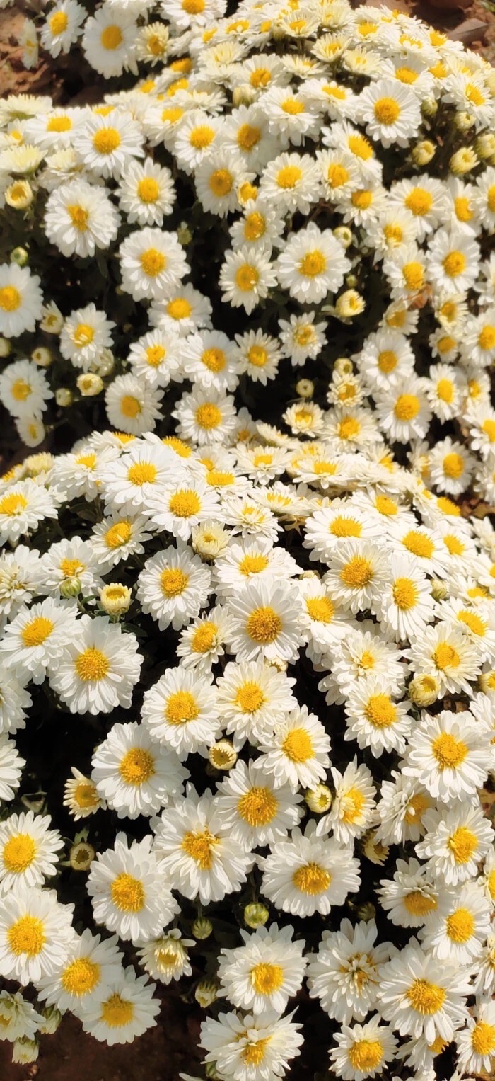 小雏菊/小雏菊背景图/聊天壁纸/手机壁纸/锁屏壁纸/拽拽的壁纸/ins潮