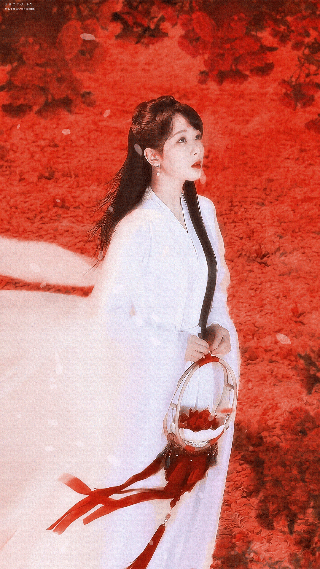 长相思# 听说人间的凤凰花开两季,一季缘来,一季缘散