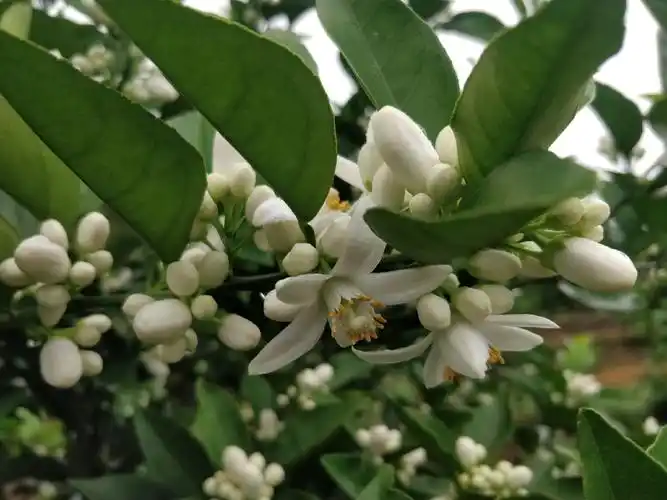 柑橘花期(沙糖桔,夏橙)_手机摄影_poco摄影,素材,柑橘,花