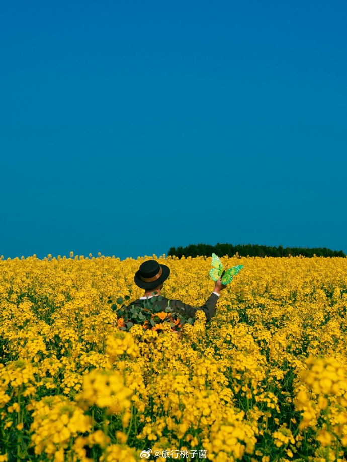 春天带来的第一抹金黄##带着微博去旅行##遇见美好