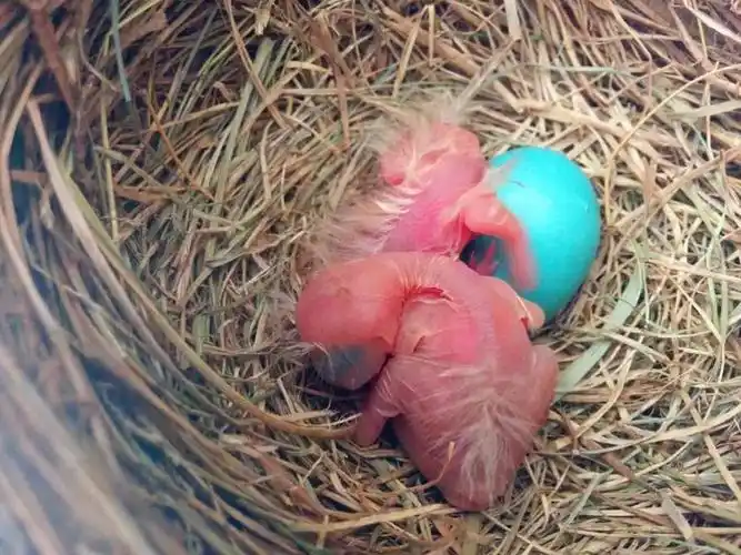 北美知更鸟( 从出生到飞走)