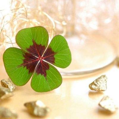 lucky幸运草头像锦鲤附体