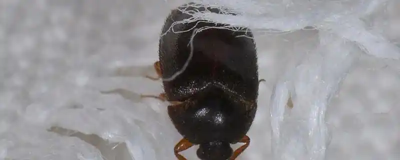 家里有黑色硬壳小虫子是什么虫