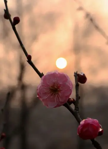 【图片5】朝阳下绽放----晨拍梅花--蜂鸟论坛照片套图