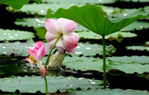成都工业学院九洲湖鱼吃荷花第一拍