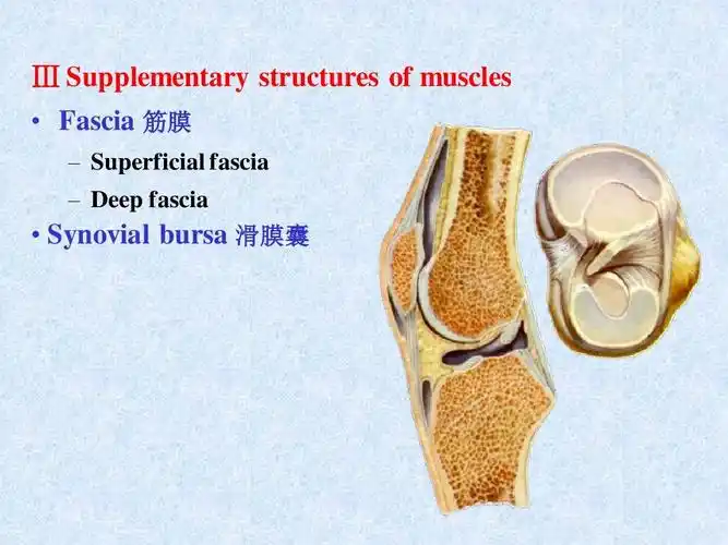 synovial bursa 滑膜囊