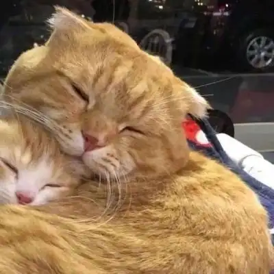 搞怪吸睛的猫咪情侣头像一人一张 超萌搞笑萌宠情头高清图片大全