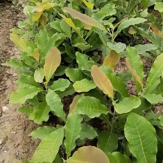 猕猴桃苗秦巴山区的仔播猕猴桃实生苗抗病力强货源充足规