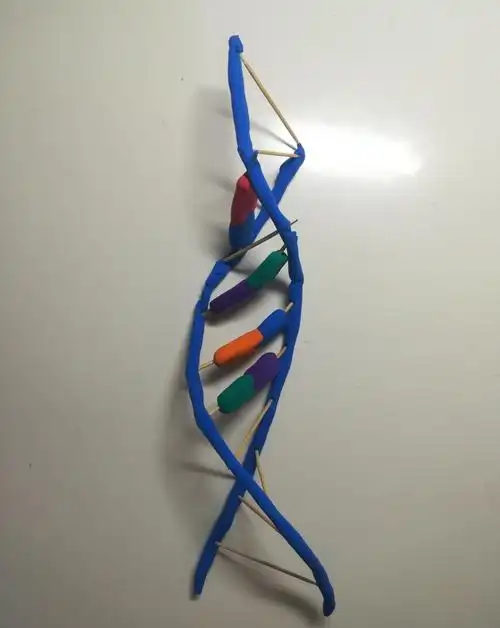 高一172班生物dna模型制作