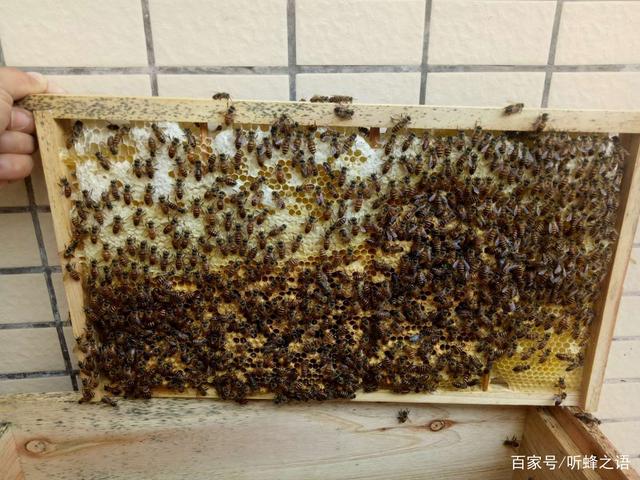 蜂群出现工蜂产卵该怎么办?有种做法建议新手不要用