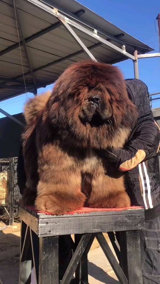 我家萌宠成精了#威武霸气巨型纯种藏獒