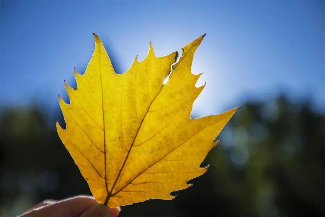 透过一片树叶看秋日的美
