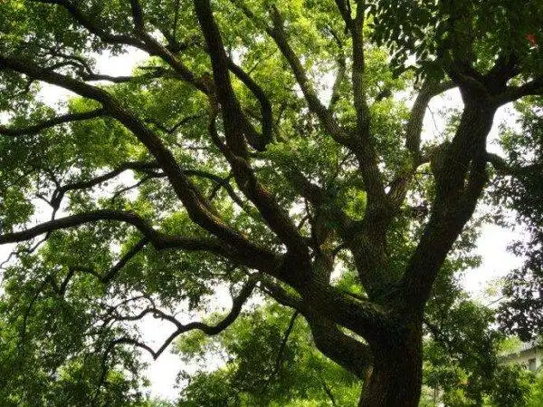 世界上最不怕火烧的树木樟柯树称作灭火树