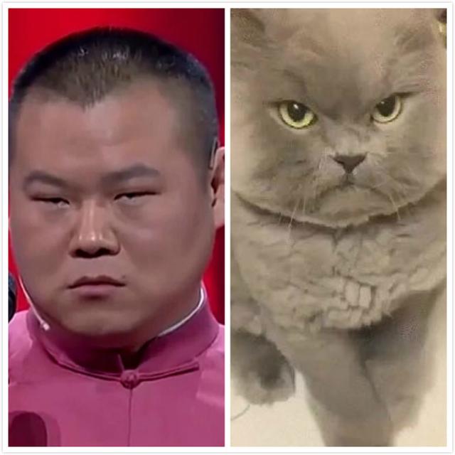 8大明星和"动物撞脸",热巴李易峰上榜,大家注意力在最后一张