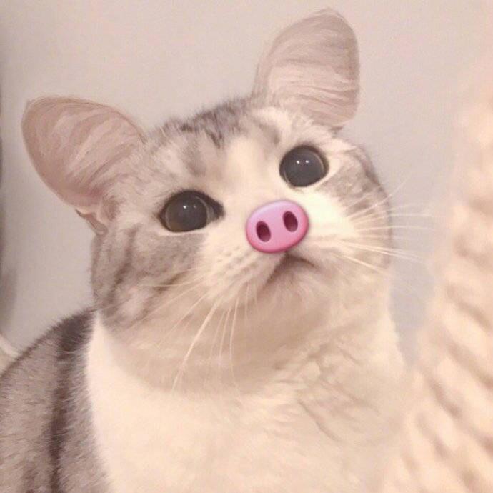 好看的猫咪情侣头像