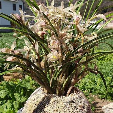 莲瓣兰金沙树菊 - 中国兰花交易网