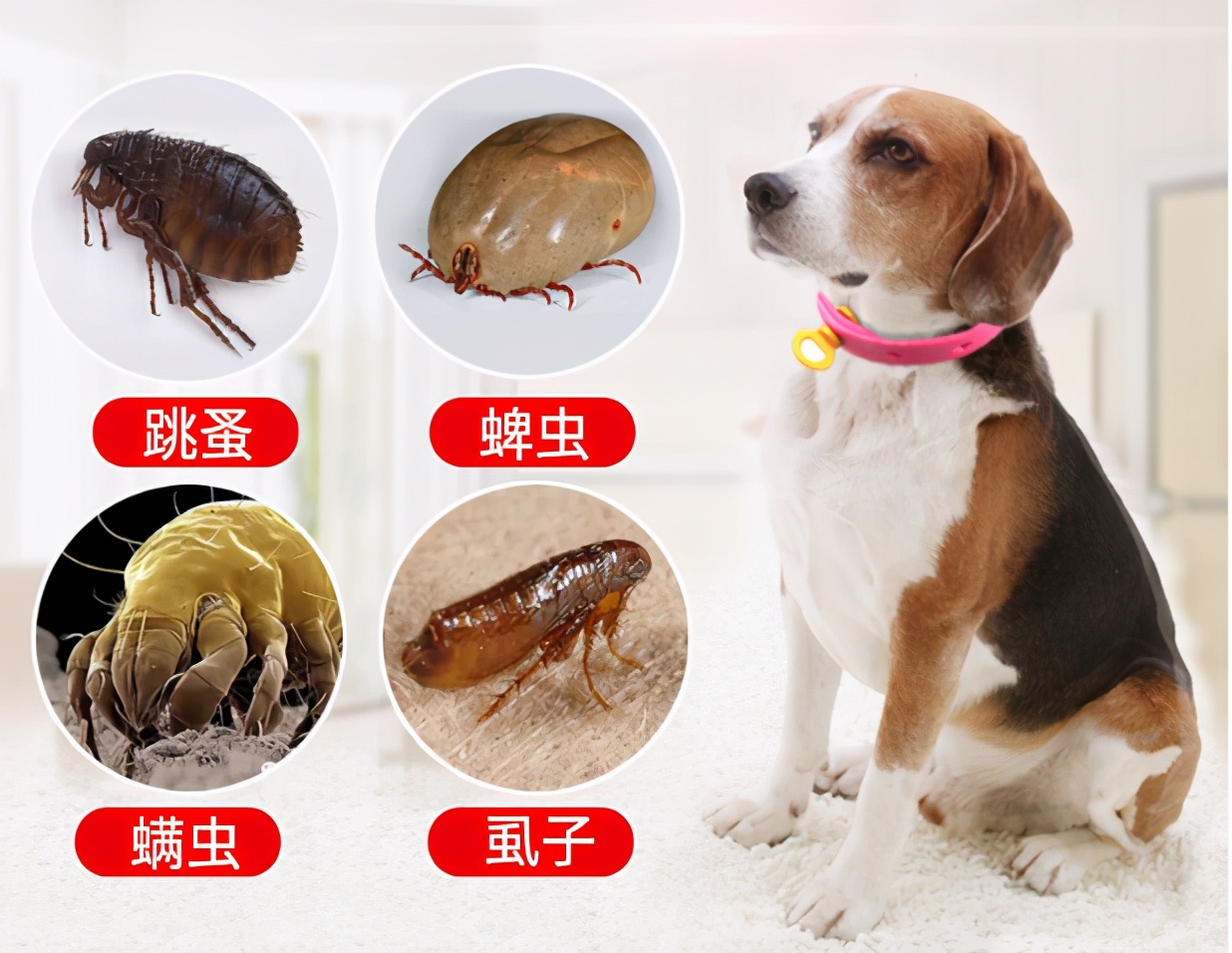狗狗身上有跳蚤的图片(狗狗有跳蚤怎么办) - 赤虎壹号
