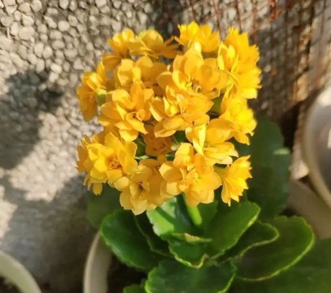 原创春季长寿花怎么养做足这3个养护叶片绿油油开花一簇簇