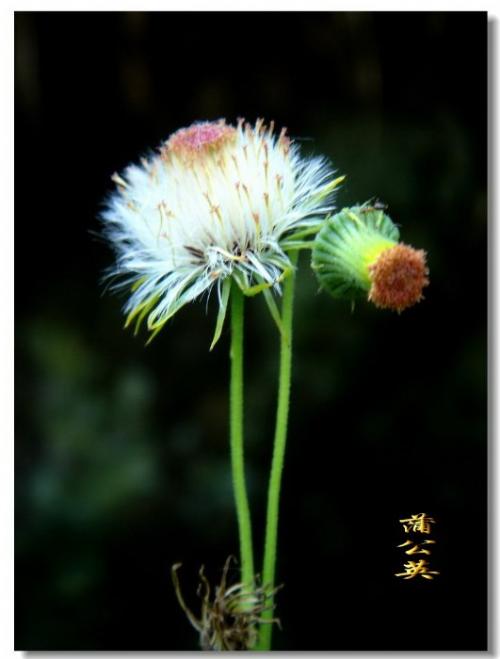 这是什么种类的蒲公英?