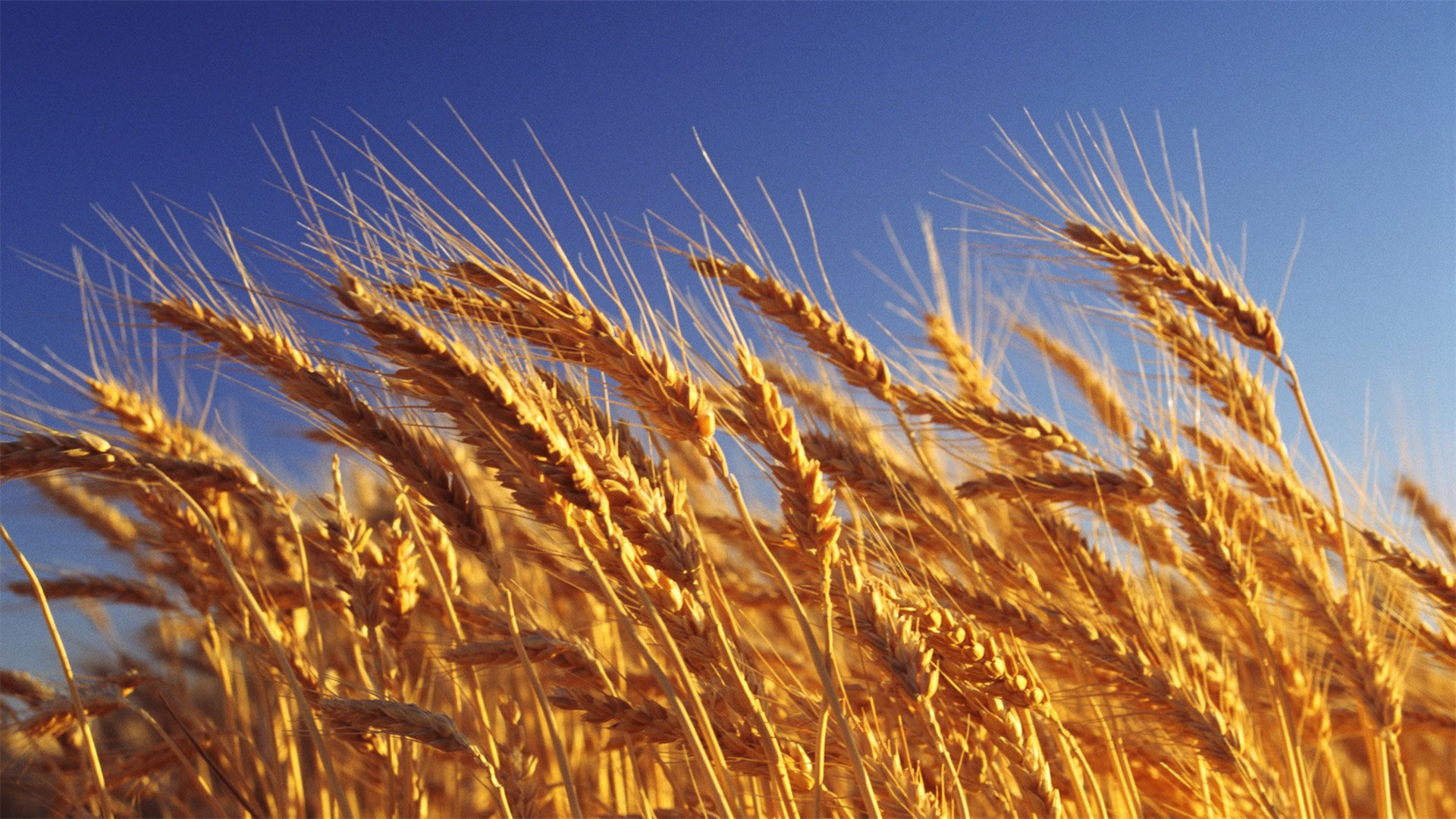 秋季果实大丰收高清电脑桌面主题壁纸图片下载(4)