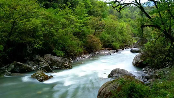 春天来了来雅安喇叭河开启一趟洗肺之旅