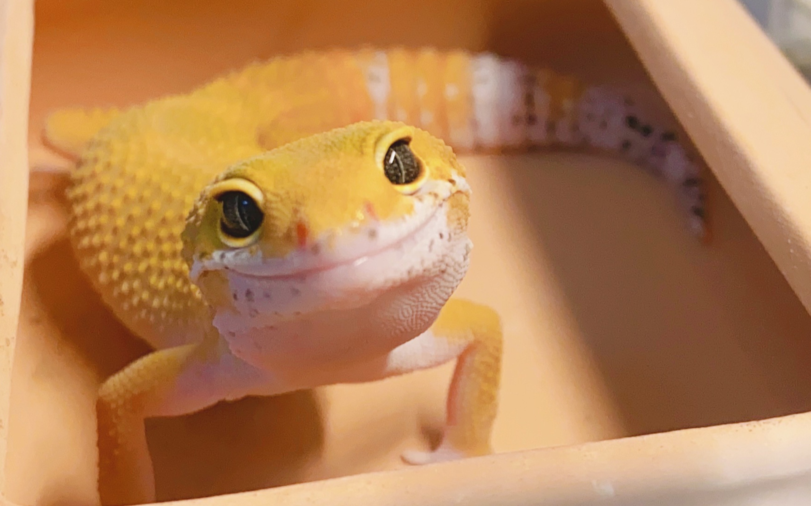 关于喂守宫饲料的那些选择_哔哩哔哩_bilibili