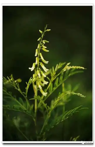 苦参(豆科苦参属)