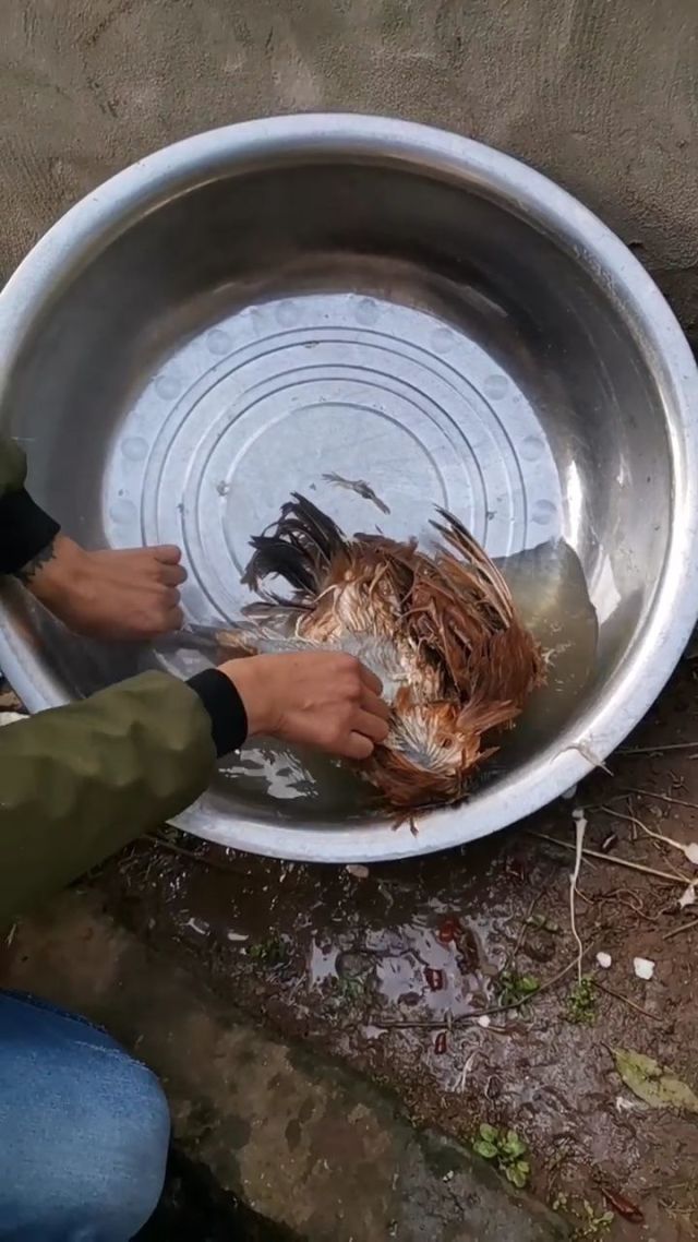 90后小伙第一次给鸡拔毛,还有点适应,走了第一次就有下一次