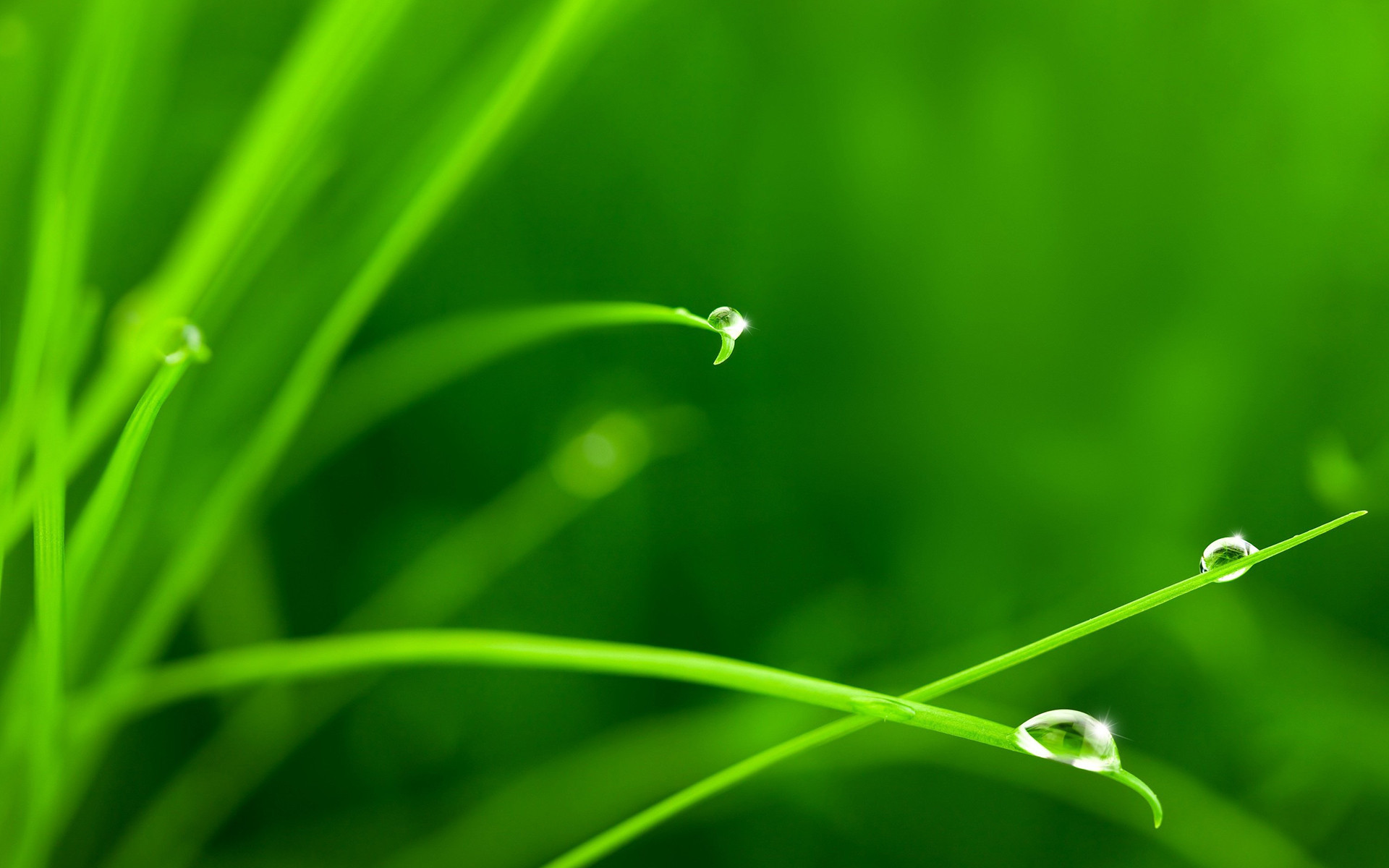 露珠绿色护眼桌面壁纸下载3