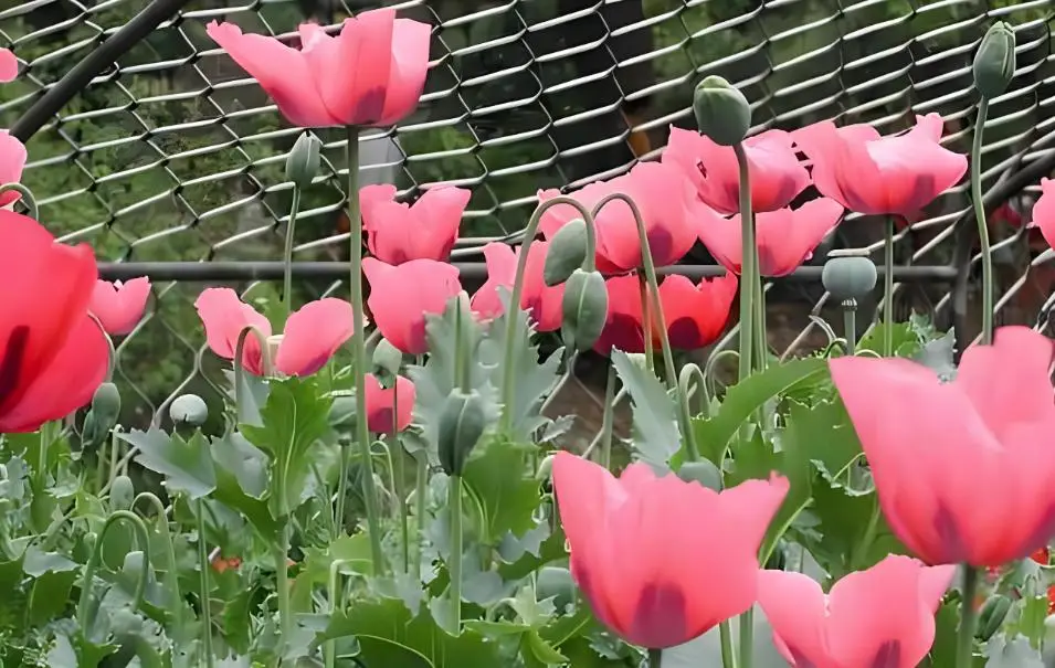 "国宝级"农民,武警24小时持枪保护,种的东西不愁销路_罂粟_种植_毒品