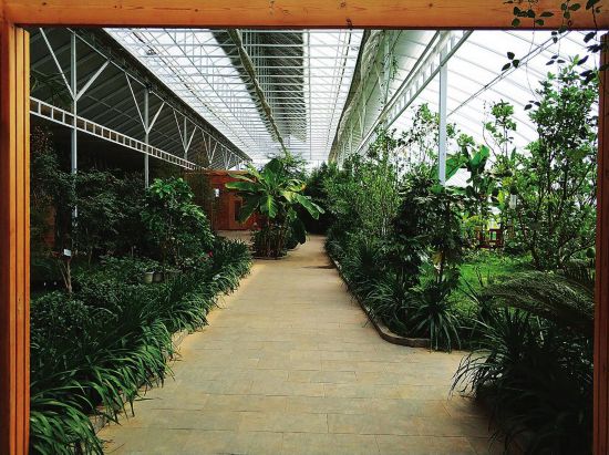 吉林秋彩生态农业科技有限公司的温室内,盛开的火龙果花.