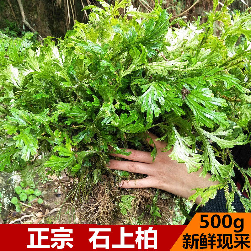 新鲜石上柏500g中草药龙鳞草地侧柏梭罗草深绿卷柏金龙草地梭罗