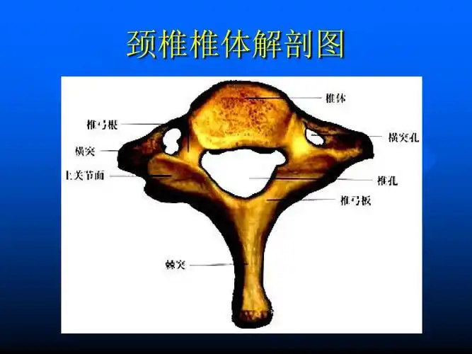 颈椎前路手术配合-方璐_文档下载