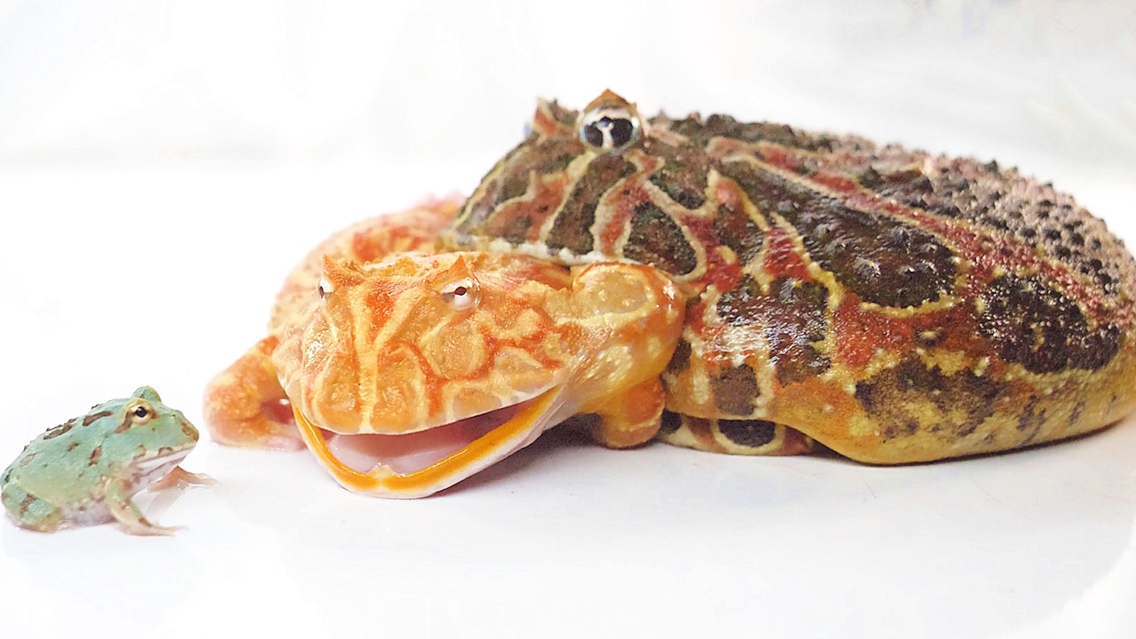 血丝南瓜角蛙:我也要套个蛙_网易视频