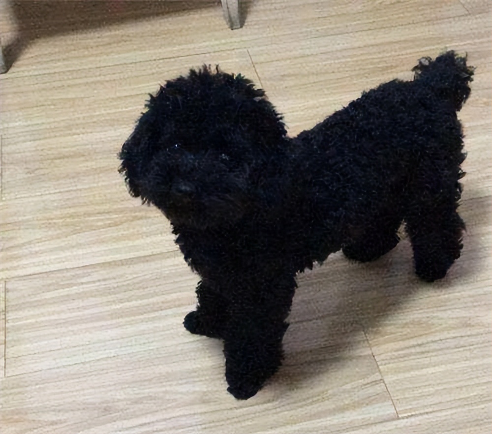 黑泰迪狗图片(为什么说不要养) - 赤虎壹号