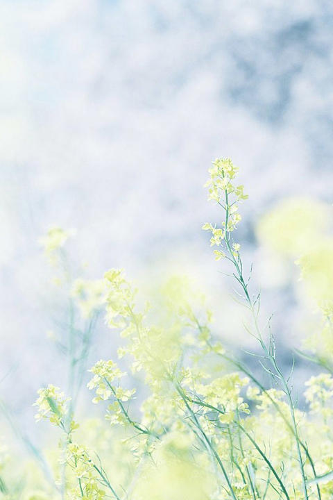 思念时光唯美意境手机壁纸下载