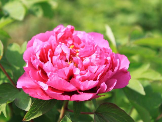 "6种"大气的花,适合养在大客厅,生机勃勃,高端上档次