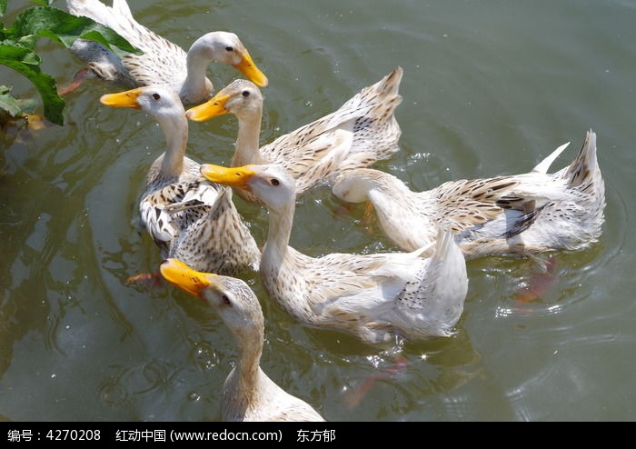水中嬉戏的鸭子高清图片下载_红动中国