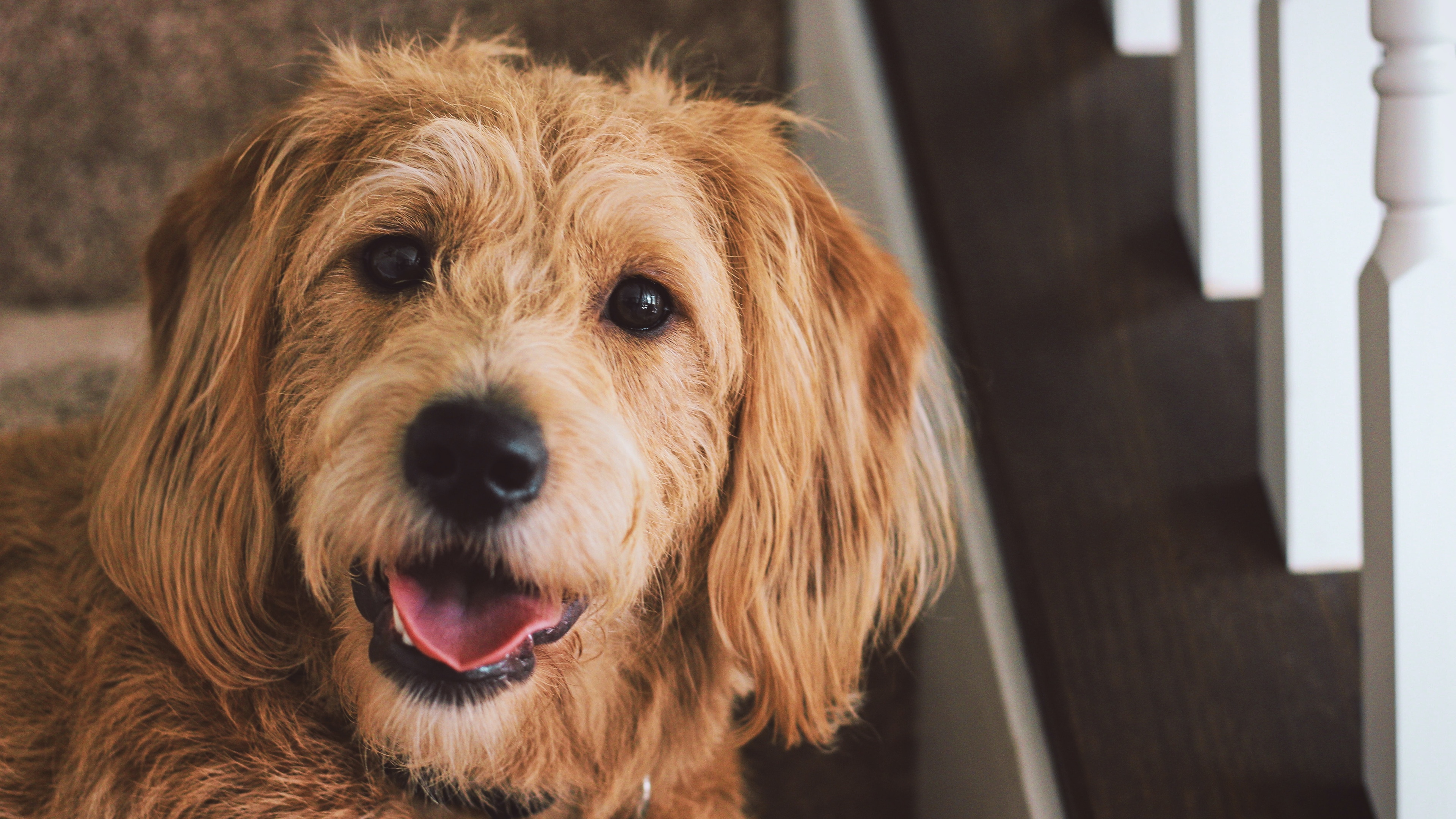 2020-06-16壁纸标签:狗4k壁纸封面图狗壁纸【131】壁纸于2020-06-16