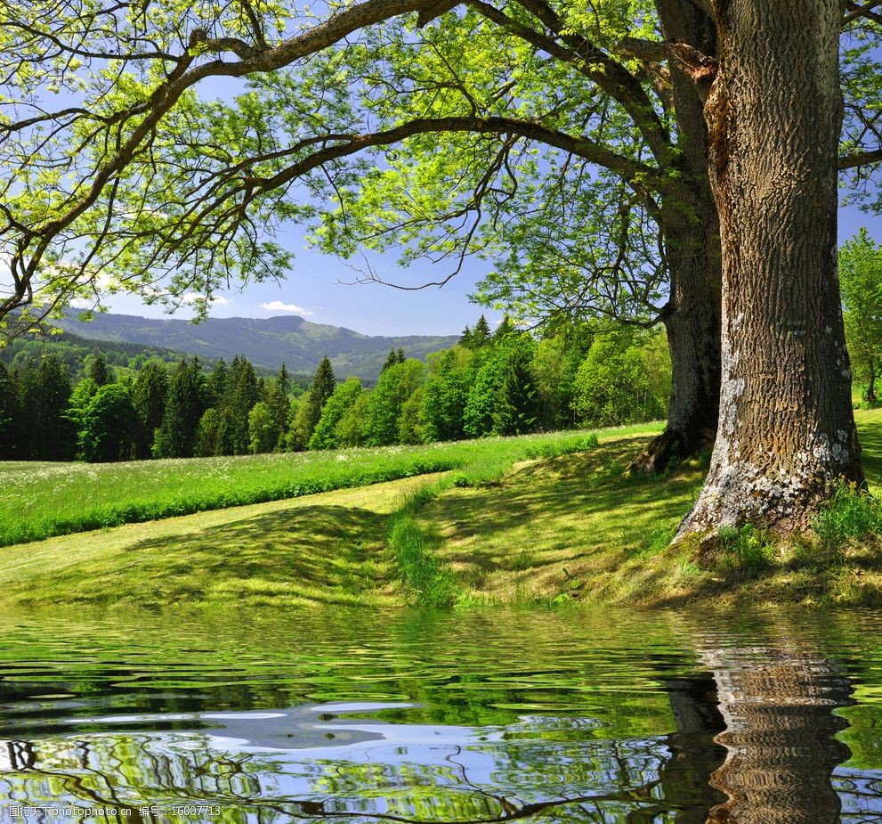 蓝天白云绿野河水大树图片