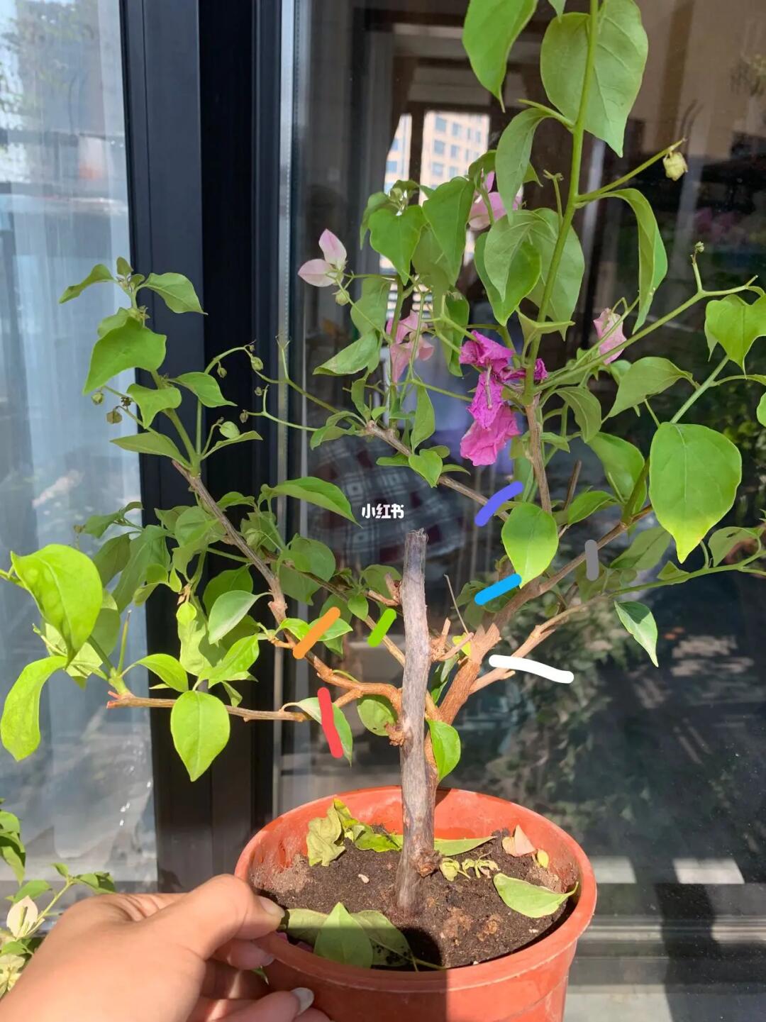 新到的两颗,看着好多交叉枝条,都差不多大,请教大神修剪造型#三角梅