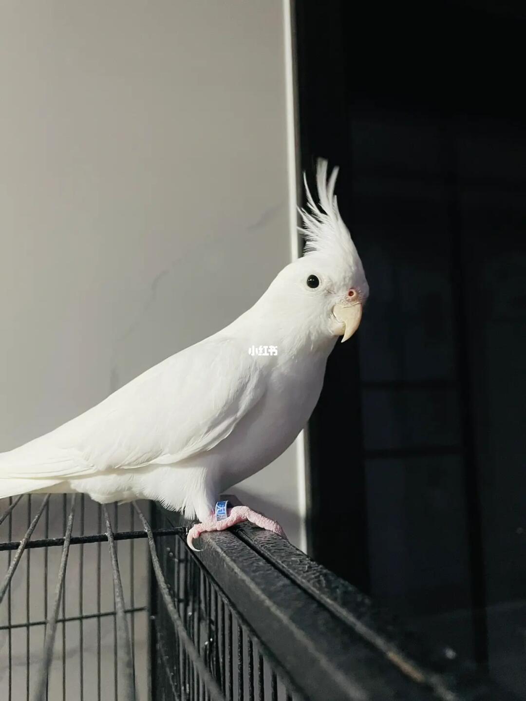 下次可以和牛牛来一组照片#玄凤鹦鹉  #玄凤喷点