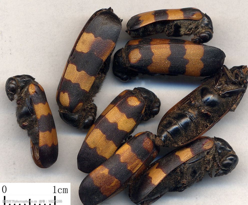 关键词:药材斑蝥 斑蝥 药材 中医 中药 草本 植物 养生 经络 保健