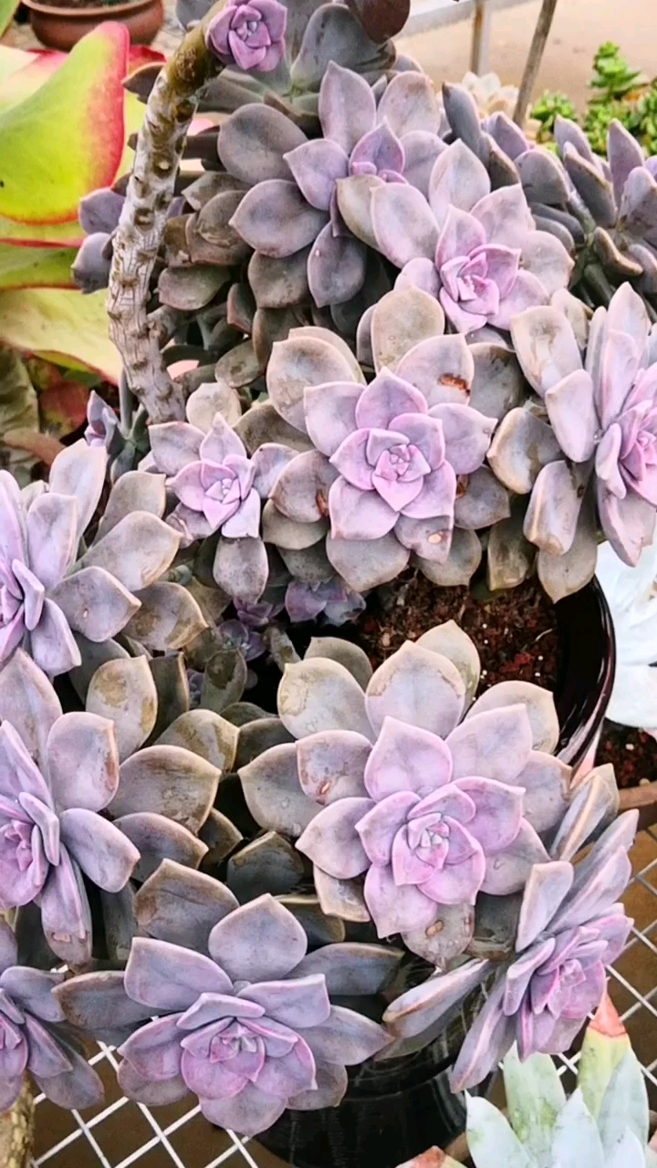 多肉植物#紫乐,一个长着长着就变美的品种,你值得拥有!
