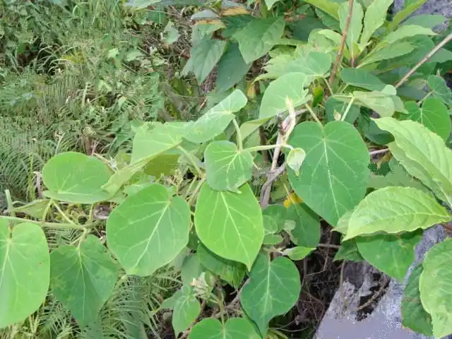 首乌藤的功效与作用6大功效你知道几个