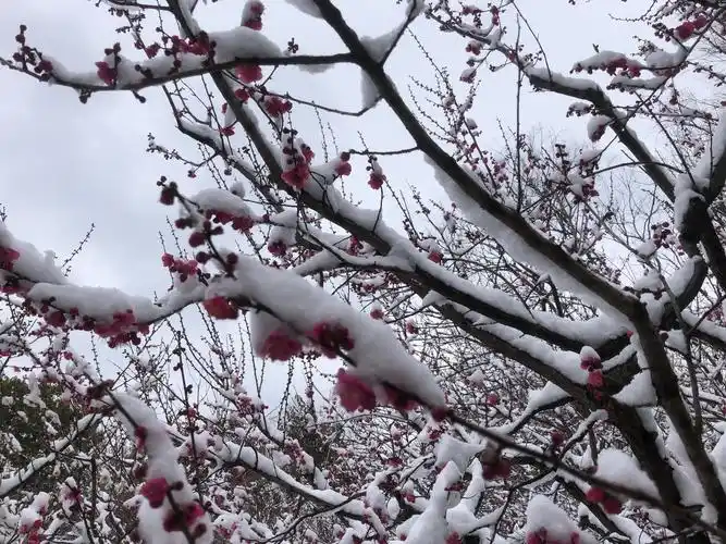 梅花谷的梅花在傲雪中绽放