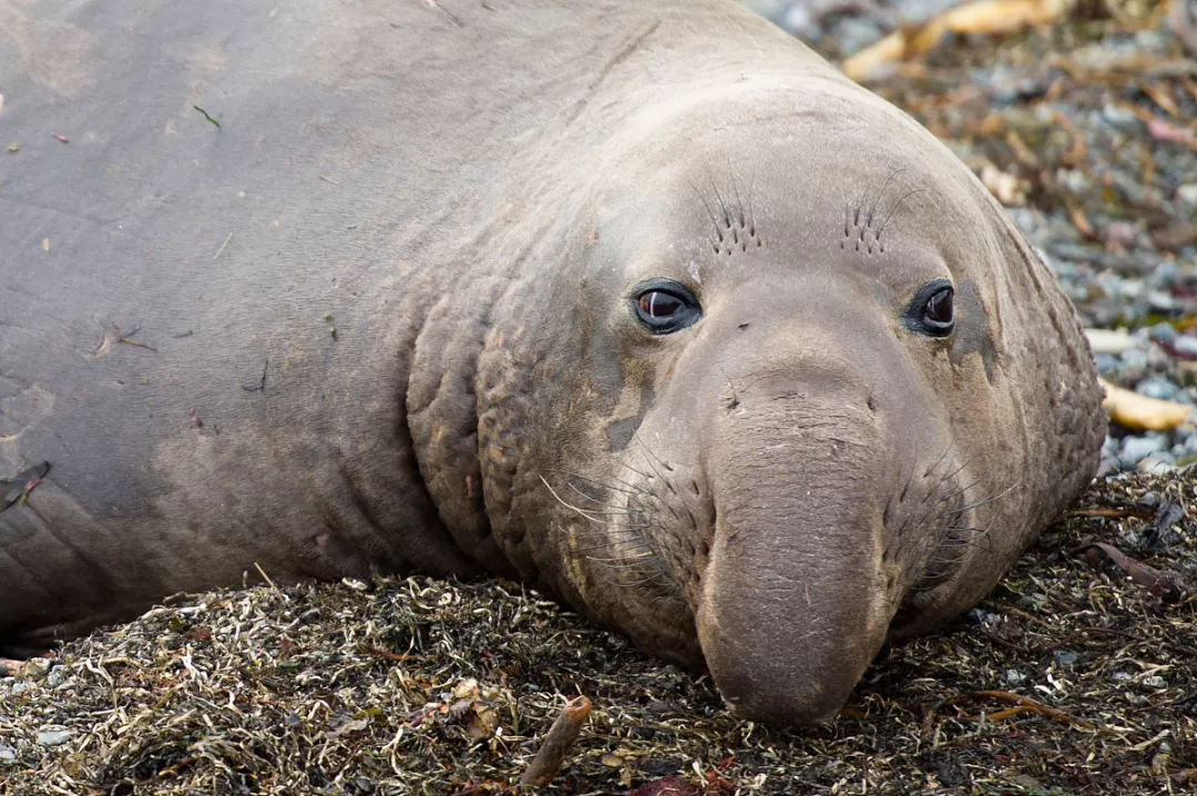 象海豹:海滩上的土肥圆大叔