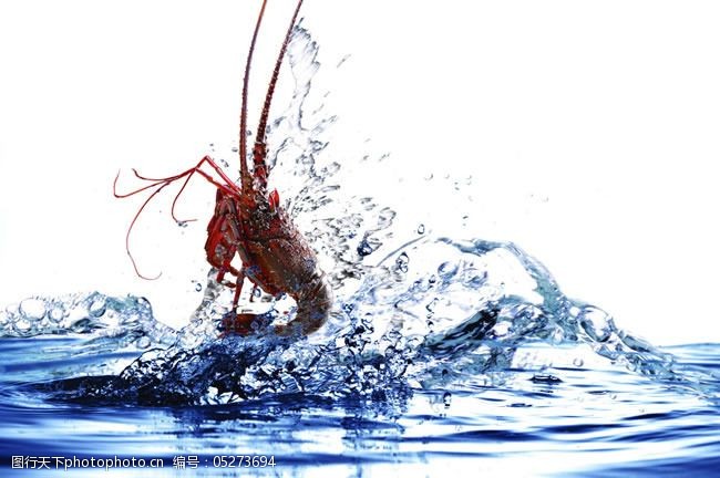 水中小龙虾图片psd分层素材
